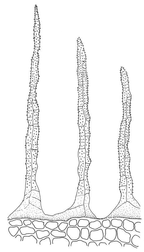 https://www.nzflora.info/factsheet/Taxon/Mielichhoferia-bryoides.html