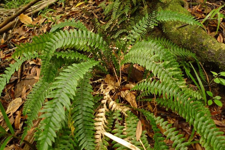 Flora of New Zealand | Taxon Profile | Blechnum