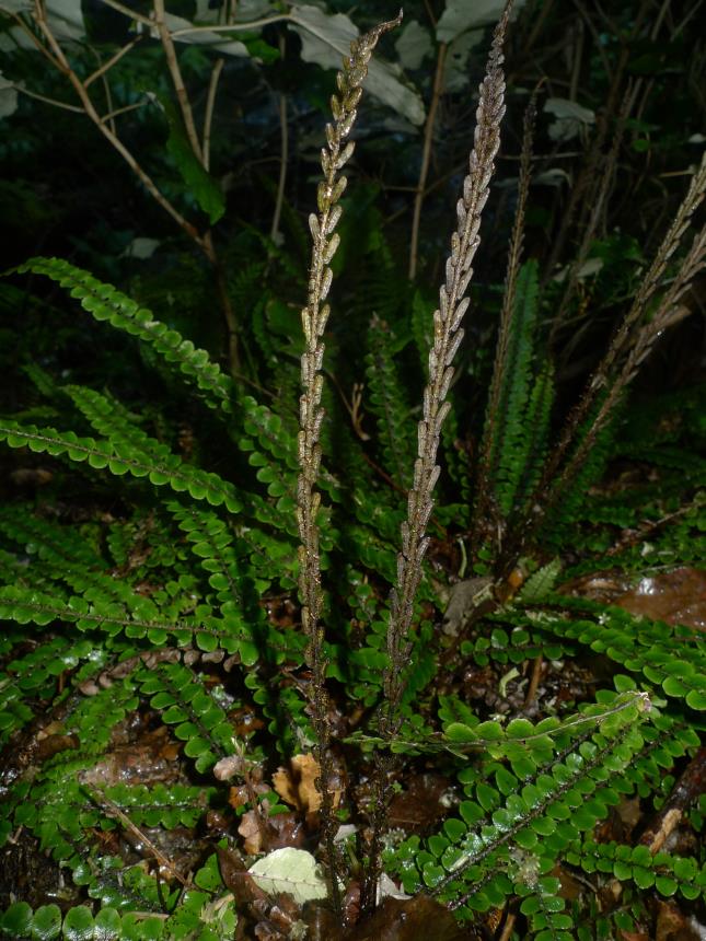 Flora of New Zealand | Taxon Profile | Blechnum fluviatile