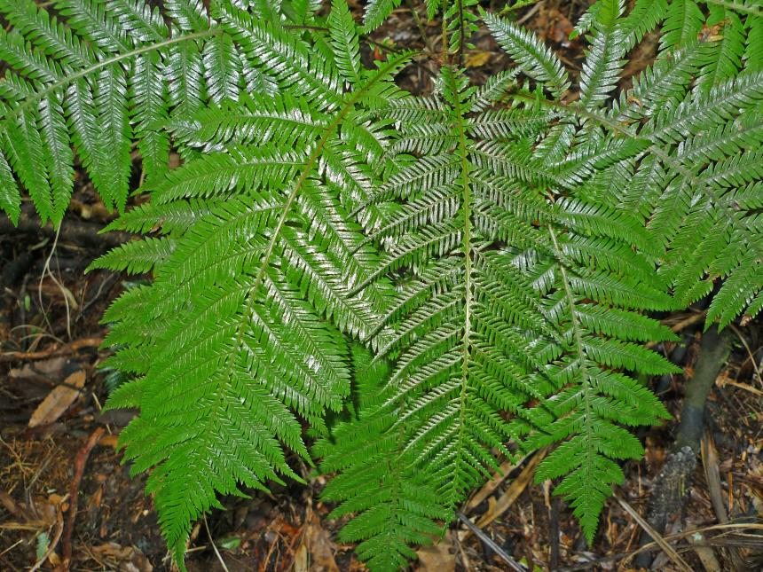 Flora of New Zealand | Taxon Profile | Blechnum fraseri