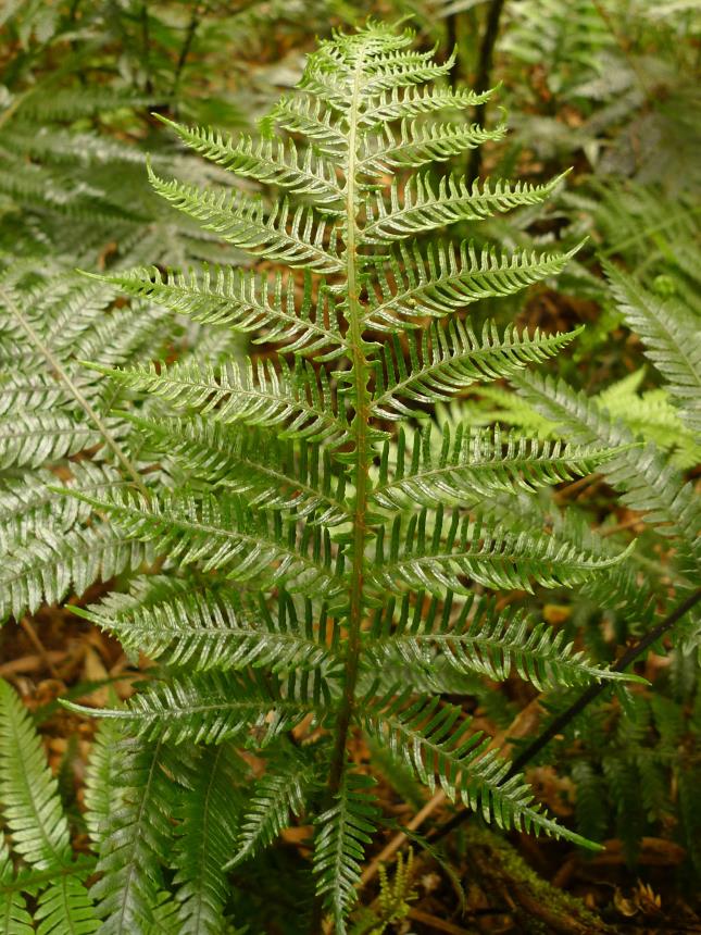 Flora of New Zealand | Taxon Profile | Blechnum fraseri