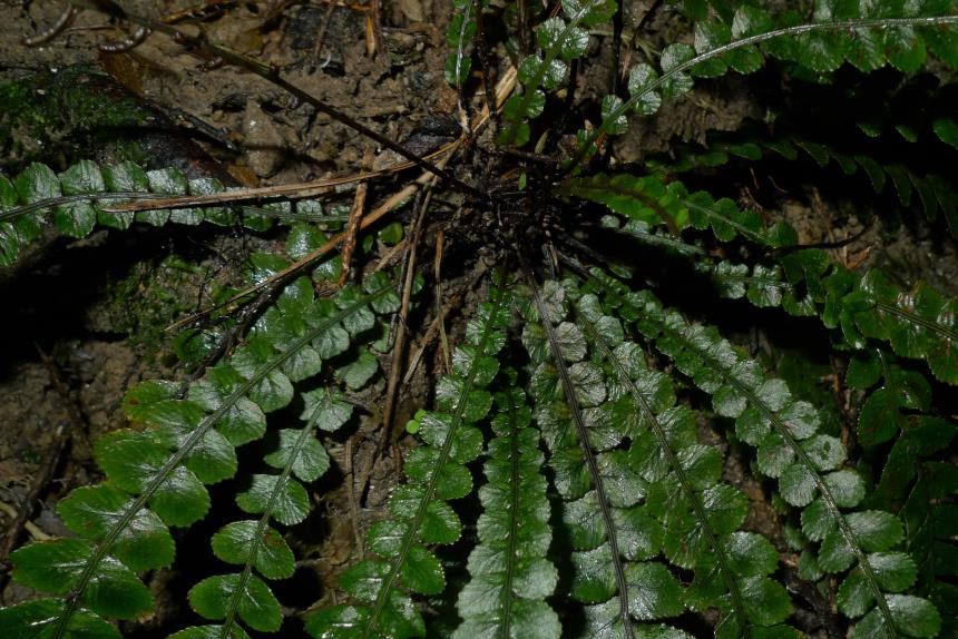 Flora of New Zealand | Taxon Profile | Blechnum membranaceum