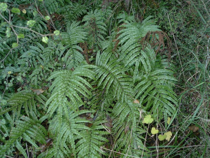 Flora of New Zealand | Taxon Profile | Blechnum montanum