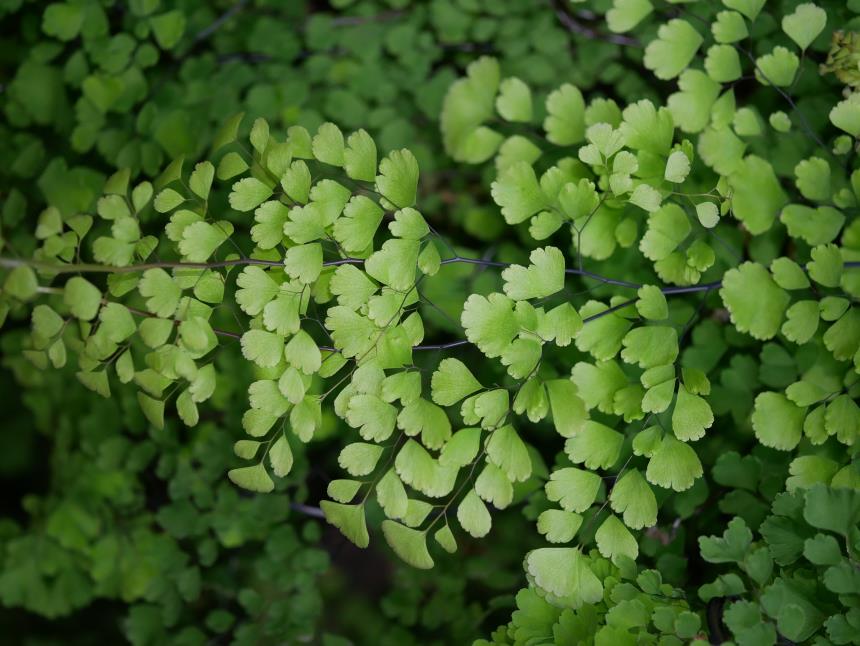 Flora of New Zealand | Taxon Profile | Adiantum raddianum