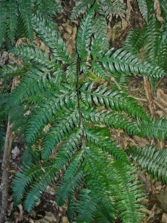 Flora of New Zealand | Taxon Profile | Pteridaceae