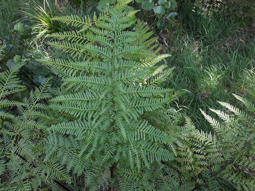 Flora of New Zealand | Taxon Profile | Pteris tremula