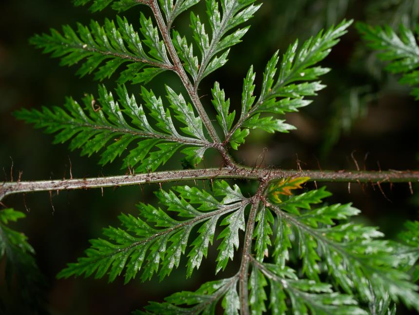 Flora of New Zealand | Taxon Profile | Lastreopsis hispida