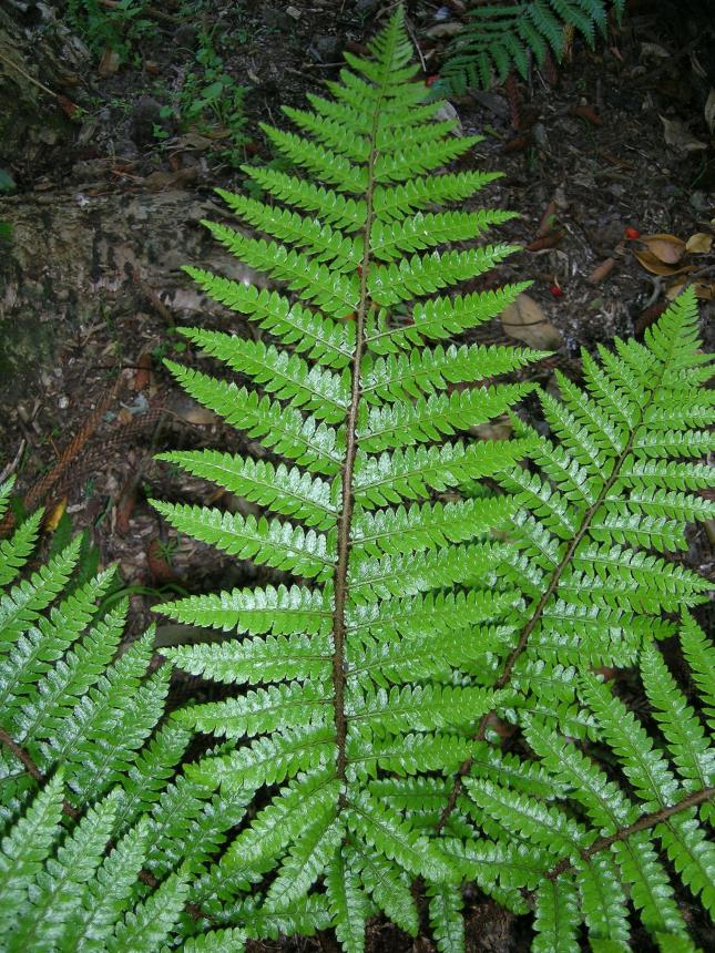 Flora of New Zealand | Taxon Profile | Polystichum polyblepharum