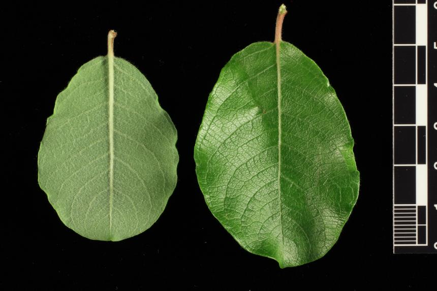 Flora of New Zealand | Taxon Profile | Salix aegyptiaca L. × Salix ...