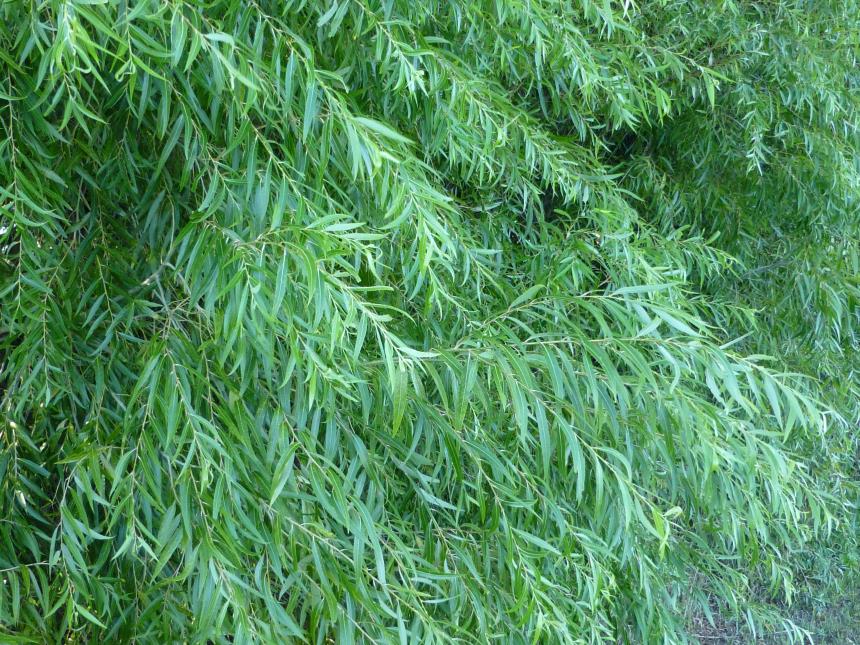 Flora of New Zealand | Taxon Profile | Salix ×pendulina