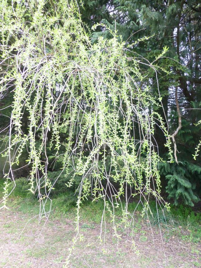 Flora of New Zealand | Taxon Profile | Salix ×pendulina f. pendulina