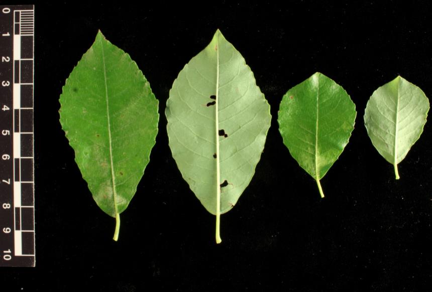 Flora of New Zealand | Taxon Profile | Salix apennina