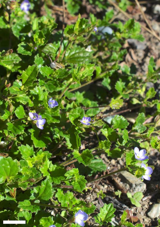 Flora of New Zealand | Taxon Profile | Veronica calycina