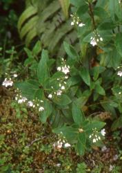 Flora of New Zealand | Taxon Profile | Veronica catarractae