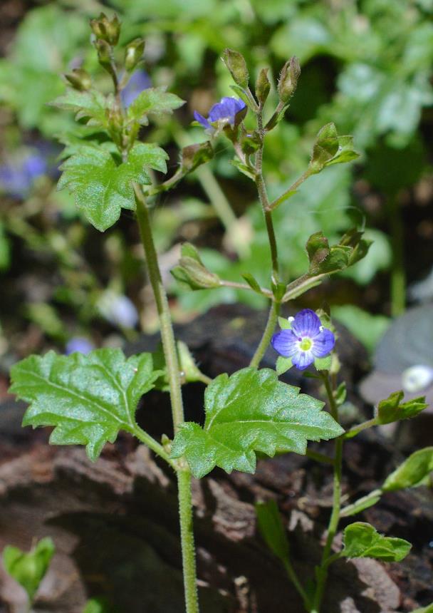 Flora of New Zealand | Taxon Profile | Veronica plebeia