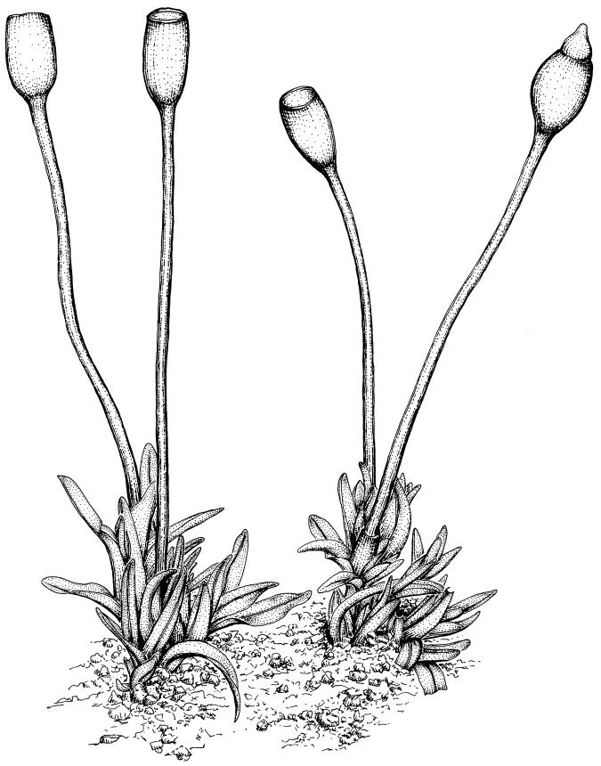 Flora of New Zealand | Taxon Profile | Tridontium novae-zelandiae