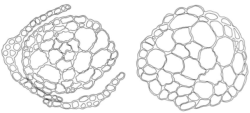 Flora of New Zealand | Taxon Profile | Tridontium novae-zelandiae